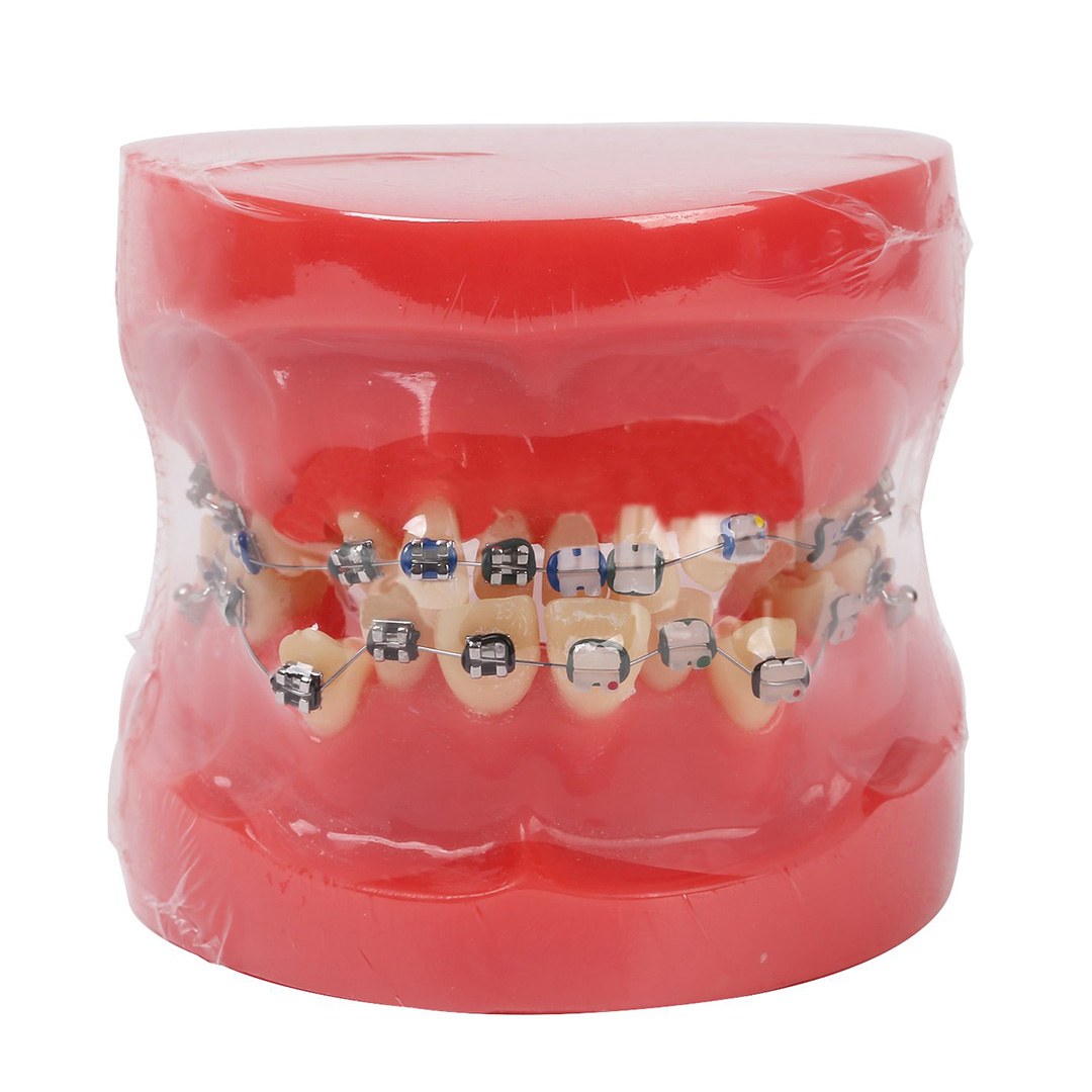 Hongsite Typodont Model
